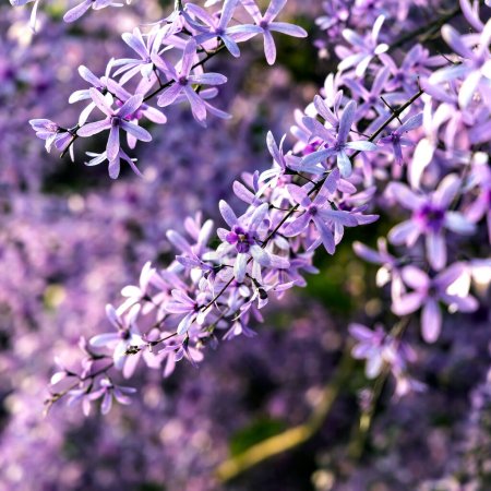 Téléchargez les photos : Petrea volubilis est également connue sous les noms de couronne violette, couronne de reine ou vigne de papier de verre. Une persistante floraison qui préfère le plein soleil. - en image libre de droit