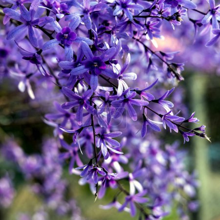 Petrea volubilis is also known as Purple Wreath, Queen's Wreath, or Sandpaper Vine. A flowering evergreen that prefers full sun.