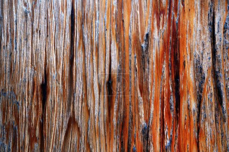 Photo for Beautiful wood grain. Wood background. Wood grain pattern texture backgrounds - Royalty Free Image