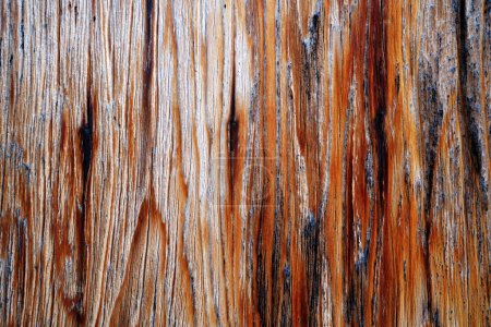 Foto de Hermoso grano de madera. Fondo de madera. Patrón de grano de madera textura fondos - Imagen libre de derechos
