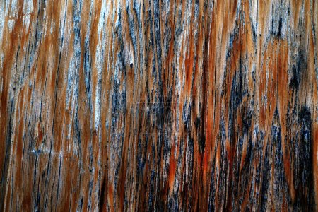 Photo for Beautiful wood grain. Wood background. Wood grain pattern texture backgrounds - Royalty Free Image