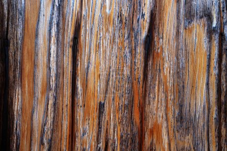 Foto de Hermoso grano de madera. Fondo de madera. Patrón de grano de madera textura fondos - Imagen libre de derechos
