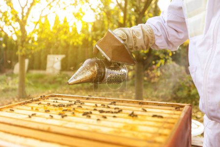 Foto de Apicultor en un colmenar, apicultor está trabajando con abejas y colmenas en un concepto apícola, apícola o apícola - Imagen libre de derechos