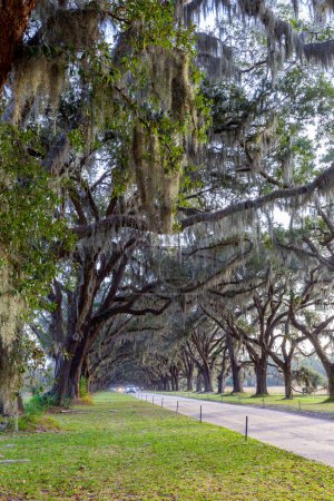 Photo for The avenue sheltered by live oaks and Spanish moss in Wormsloe Historic Site in Savannah, Georgia, USA. Wormsloe Historic Site, informally known as Wormsloe Plantation, is a state historic site. - Royalty Free Image