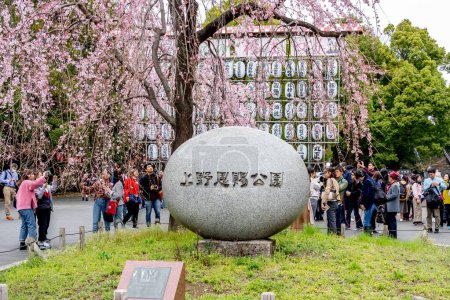 Téléchargez les photos : Tokyo, Japon - 21 mars 2019 : Les gens visitent le parc Ueno à Tokyo, au Japon, au printemps. Cerisier Yoshino (Prunus x yedoensis Shidare Yoshino) en fleurs à l'entrée du parc Ueno - en image libre de droit