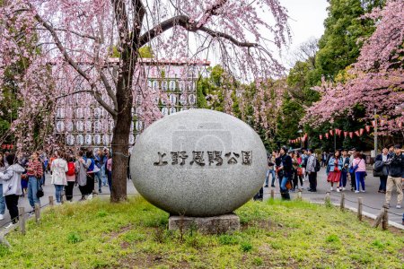 Photo for Tokyo, Japan - March 21, 2019: People visit Ueno Park in Tokyo, Japan in spring. Weeping Yoshino cherry (Prunus x yedoensis Shidare Yoshino) in bloom at entrance of Ueno Park - Royalty Free Image