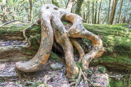 Photo for The tree roots in Unsuikyo Ravine in Japan. Shiratani Unsuikyo on Yakushima is a lush, green nature park at kagoshima in Japan. - Royalty Free Image