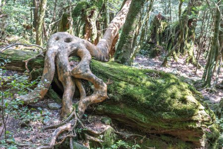 Photo for The tree roots in Unsuikyo Ravine in Japan. Shiratani Unsuikyo on Yakushima is a lush, green nature park at kagoshima in Japan. - Royalty Free Image