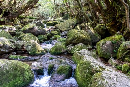 Téléchargez les photos : Le Shiratani Unsuit Ravine au printemps, Shiratani Unsuit kyo sur Yakushima est un parc naturel luxuriant et verdoyant à Kagoshima au Japon. La forêt est couverte de plantes terrestres vertes et uniques comme les fougères et les mousses. - en image libre de droit