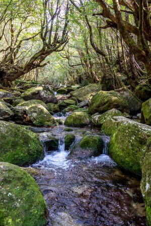 Téléchargez les photos : Le Shiratani Unsuit Ravine au printemps, Shiratani Unsuit kyo sur Yakushima est un parc naturel luxuriant et verdoyant à Kagoshima au Japon. La forêt est couverte de plantes terrestres vertes et uniques comme les fougères et les mousses. - en image libre de droit