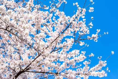 Téléchargez les photos : Cerisier de Yoshino (Prunus x yedoensis) en fleur avec ciel bleu en arrière-plan - en image libre de droit