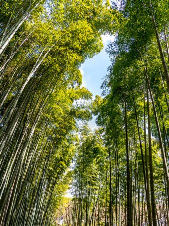 Foto de Bosque de bambú en Arashiyama en Kyoto, Japón. - Imagen libre de derechos