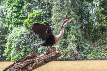 Anhinga (Anhinga anhinga ) Drying His Wings on the tree chunk in Tortuguero National Park in Costa Rica.