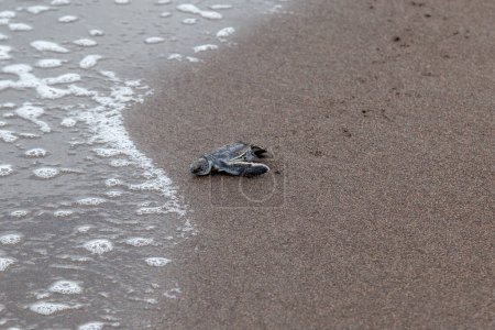 Foto de Tortuga (Chelonia mydas) arrastrándose hacia el océano en la playa en el Parque Nacional Tortuguero en Costa Rica. - Imagen libre de derechos