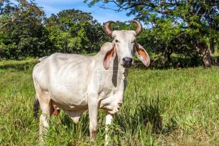 Foto de Cercanía de un ganado brahmán en Costa Rica - Imagen libre de derechos