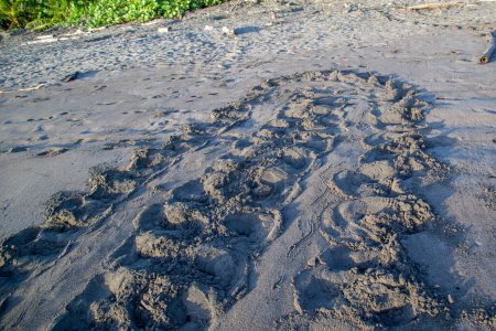 Sea turtle tracks on the beach at Tortuguero National Park in Costa Rica