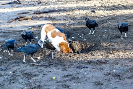 A dog digging the olive ridley turtle nest and group of black vultures waiting to eat eggs on the beach at Ostional Wildlife Refuge in Costa Rica.