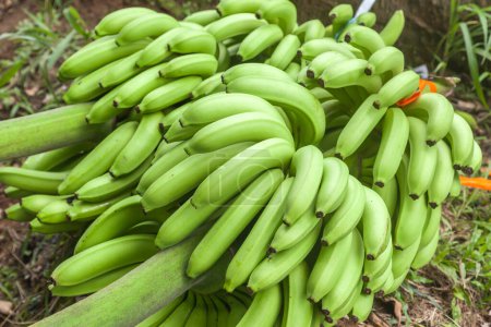 Téléchargez les photos : Gros plan d'un tas de bananes fraîches dans une plantation au Costa Rica. - en image libre de droit