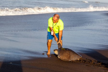 Foto de Hombre ayudando a tortuga a regresar al océano en la playa en el Parque Nacional Tortuguero en Costa Rica. - Imagen libre de derechos