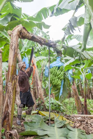 Téléchargez les photos : Limon, Costa Rica - 3 octobre 2018 : Un bananier travaillant dans une plantation au Costa Rica - en image libre de droit