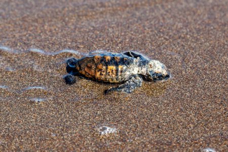 turtle (Chelonia mydas) crawling to the ocean on the beach in Tortuguero National Park in Costa Rica.