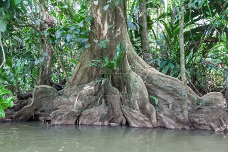 Las raíces de un árbol de sangre (Brosimum rubescens) en el agua del canal de la selva tropical en el Parque Nacional Tortuguero en Costa Rica.