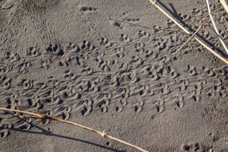 Baby sea turtle tracks on the beach at Tortuguero National Park in Costa Rica