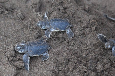 Téléchargez les photos : Bébé tortues vertes (Chelonia mydas) rampant vers l'océan sur la plage à côté d'une empreinte de pas au Costa Rica. - en image libre de droit
