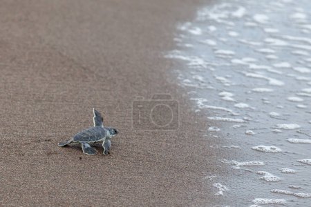 Téléchargez les photos : Tortue (Chelonia mydas) rampant vers l'océan sur la plage dans le parc national de Tortuguero au Costa Rica. - en image libre de droit