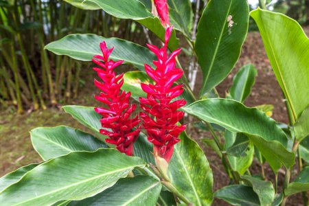 Photo for Close up of red ginger(Alpinia purpurata) flower in Costa Rica. - Royalty Free Image