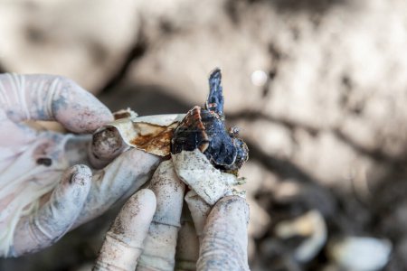 Téléchargez les photos : Homme tenant le crabe commun de Sally, îles Galapagos, Équateur - en image libre de droit