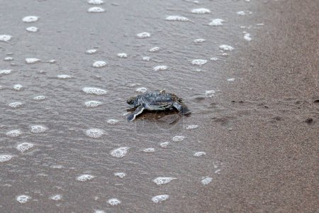 tortuga (Chelonia mydas) arrastrándose hacia el océano en la playa en el Parque Nacional Tortuguero en Costa Rica.