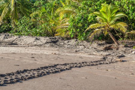 Pistas de tortugas marinas en la playa del Parque Nacional Tortuguero en Costa Rica