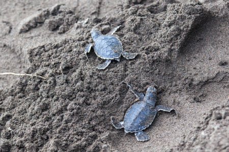 Babygrüne Schildkröten (Chelonia mydas) krabbeln am Strand neben einem Fußabdruck in Costa Rica zum Ozean.