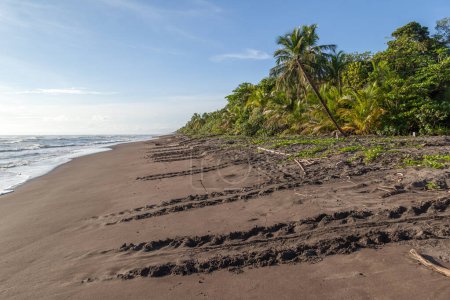 Pistas de tortugas marinas en la playa del Parque Nacional Tortuguero en Costa Rica
