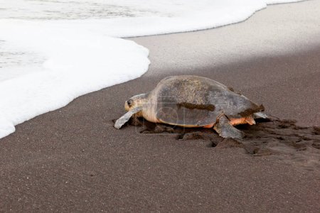 Photo for Turtle (Chelonia mydas) crawling to the ocean on the beach in Tortuguero National Park in Costa Rica. - Royalty Free Image