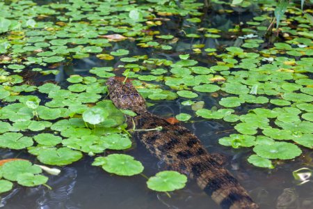Foto de Un caimán en el río con hojas verdes en el Parque Nacional Tortuguero en Costa Rica, un pariente más pequeño de los cocodrilos. - Imagen libre de derechos