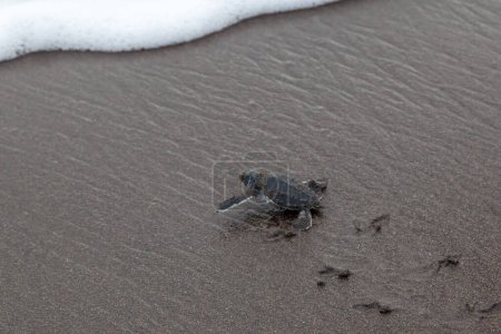 Foto de Tortuga (Chelonia mydas) arrastrándose hacia el océano en la playa en el Parque Nacional Tortuguero en Costa Rica. - Imagen libre de derechos