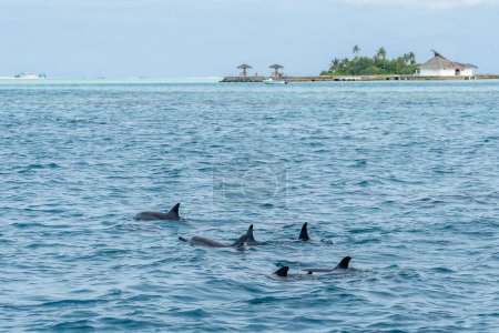 Wild dolphins swimming at the surface of the ocean with the island in background in Maldives.