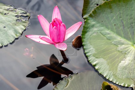 Téléchargez les photos : Belle fleur de lotus rose dans le jardin - en image libre de droit