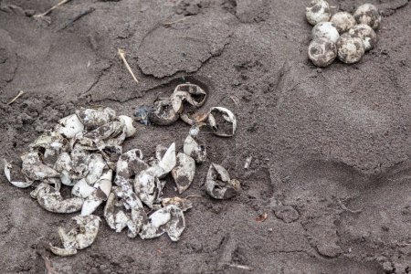 Téléchargez les photos : Les œufs de tortues non éclos recueillis par une aide à la recherche sur la plage pour étudier la survie des nids et le succès de l'éclosion au Costa Rica. - en image libre de droit