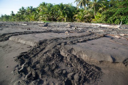 Pistes de tortues marines sur la plage du parc national Tortuguero au Costa Rica