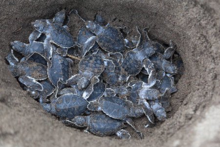 Téléchargez les photos : Bébés tortues vertes (Chelonia mydas) dans le nid et prêts à ramper vers l'océan au Costa Rica. - en image libre de droit