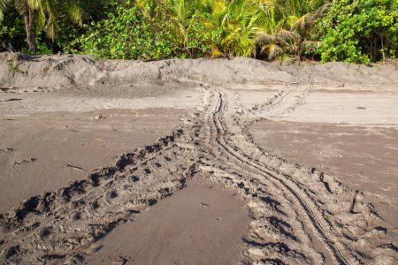 Photo pour Pistes de tortues marines sur la plage du parc national Tortuguero au Costa Rica - image libre de droit