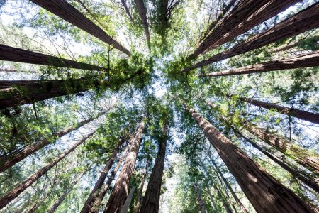 Photo for Redwood trees looking up in Muir Woods National Monument in Marin County, California, USA. - Royalty Free Image