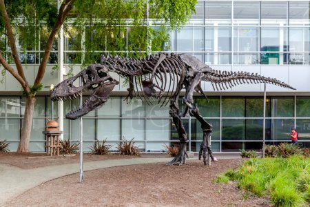 Foto de Mountain View, California, EE.UU. - 30 de marzo de 2018: Un esqueleto de Tyrannosaurus Rex nombrado Stan en la sede de Google Mountain View campus en Silicon Valley, EE.UU.. - Imagen libre de derechos