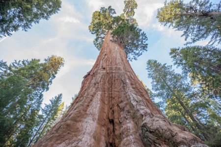 Photo for Giant Sequoia trees in Kings Canyon National Park in California, USA - Royalty Free Image