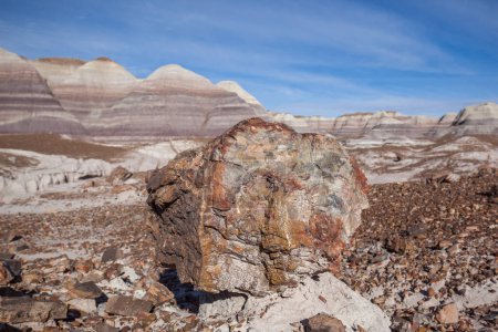 Photo for Petrified Logs with badlands in background in Petrified Forest National Park, Arizona, US. Petrified Forest National Park is known for the fossils of fallen trees lived about 225 million years ago. - Royalty Free Image