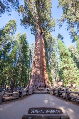 Téléchargez les photos : L'arbre général Sherman situé dans le parc national Sequoia, Californie, États-Unis, en volume, c'est le plus grand arbre à tige unique vivant connu sur Terre - en image libre de droit
