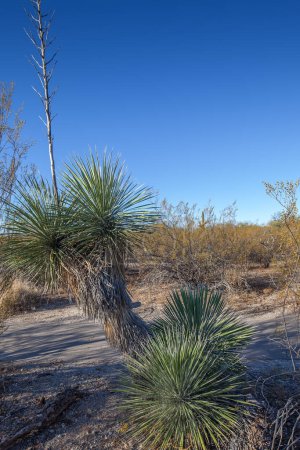 Téléchargez les photos : Cuillère à désert (Dasylirion wheeleri) dans le parc national de Saguaro, Arizona - en image libre de droit